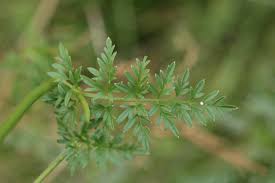 Attēlu rezultāti vaicājumam “Cnidium dubium”