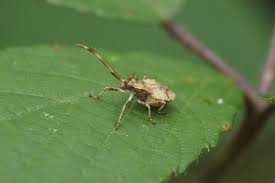 Attēlu rezultāti vaicājumam “Coreus marginatus nymph”