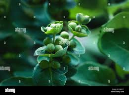 Attēlu rezultāti vaicājumam “Lonicera caprifolium fruit”