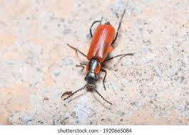 Attēlu rezultāti vaicājumam “Anthocomus rufus”