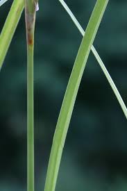Attēlu rezultāti vaicājumam “Scirpus sylvaticus leaf”