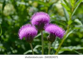 Attēlu rezultāti vaicājumam “Cirsium heterophyllum flower”