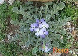 Image result for Levkoje