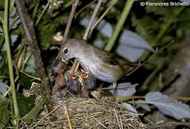 Attēlu rezultāti vaicājumam “Sylvia borin nest”