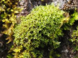 Attēlu rezultāti vaicājumam “Zygodon rupestris”