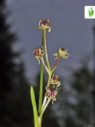 Attēlu rezultāti vaicājumam “Scheuchzeria palustris fruit”