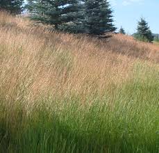 Attēlu rezultāti vaicājumam “Festuca ovina fruit”