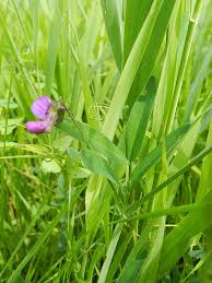 Attēlu rezultāti vaicājumam “Lathyrus palustris bud”