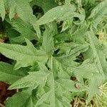Attēlu rezultāti vaicājumam “Echinops sphaerocephalus leaf”