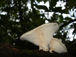 Attēlu rezultāti vaicājumam “Lentinus lepideus”