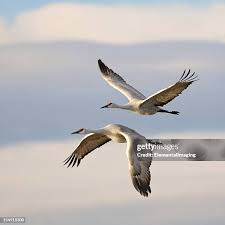 Attēlu rezultāti vaicājumam “Grus grus”