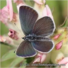 Attēlu rezultāti vaicājumam “Cupido minimus female”