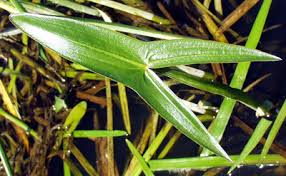 Attēlu rezultāti vaicājumam “Sagittaria sagittifolia fruit”