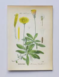 Attēlu rezultāti vaicājumam “Pilosella officinarum leaf”