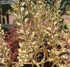 Attēlu rezultāti vaicājumam “Lepidium densiflorum flower”
