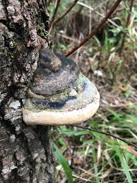 Attēlu rezultāti vaicājumam “Phellinus nigricans”