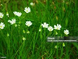 Attēlu rezultāti vaicājumam “Caryophyllaceae”