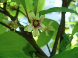 Attēlu rezultāti vaicājumam “Schisandra chinensis flower”