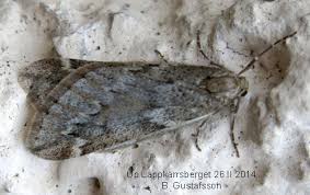 Attēlu rezultāti vaicājumam “Alsophila aescularia”