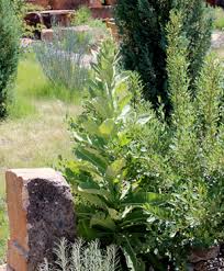 Attēlu rezultāti vaicājumam “Verbascum thapsus fruit”