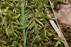 Attēlu rezultāti vaicājumam “Pseudoscleropodium purum”