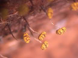 Attēlu rezultāti vaicājumam “Physarum bivalve”