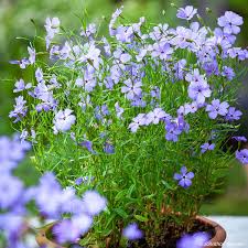 Attēlu rezultāti vaicājumam “Silene viscaria leaf”