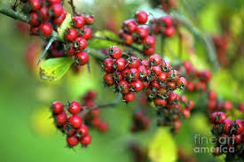 Attēlu rezultāti vaicājumam “Crataegus persimilis”