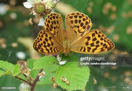 Attēlu rezultāti vaicājumam “Argynnis paphia female”