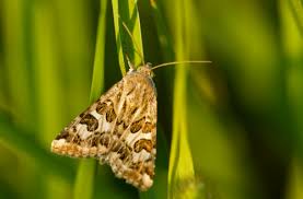 Attēlu rezultāti vaicājumam “Protoschinia scutosa”