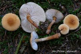 Attēlu rezultāti vaicājumam “Cystoderma amianthinum”