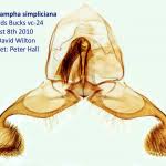 Attēlu rezultāti vaicājumam “Dichrorampha simpliciana”