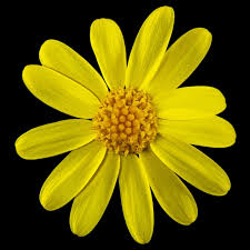 Attēlu rezultāti vaicājumam “Senecio vernalis flower”