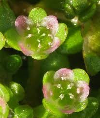 Attēlu rezultāti vaicājumam “Elatinaceae”