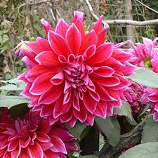 Image result for Dahlia x pinnata `Decorative Giants`