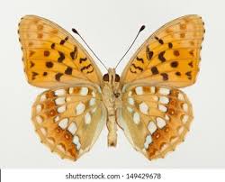 Attēlu rezultāti vaicājumam “Argynnis adippe male”