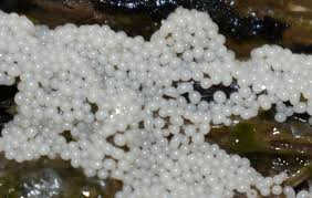 Attēlu rezultāti vaicājumam “Hemitrichia chrysospora”