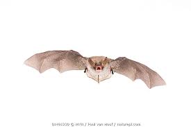 Attēlu rezultāti vaicājumam “Myotis nattereri”