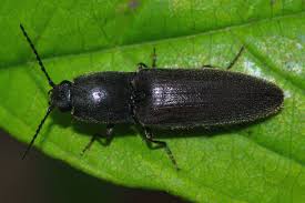 Attēlu rezultāti vaicājumam “Ectinus aterrimus”