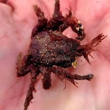 Image result for Hyas coarctatus