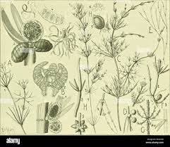 Attēlu rezultāti vaicājumam “Nitella flexilis”