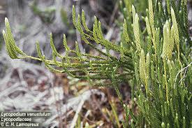 Attēlu rezultāti vaicājumam “Lycopodiaceae”