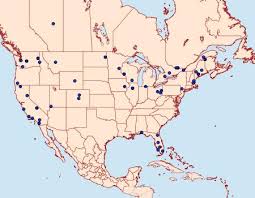 Attēlu rezultāti vaicājumam “Zophodia grossulariella”