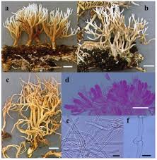 Attēlu rezultāti vaicājumam “Lentaria”