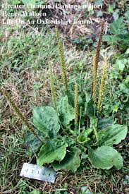 Attēlu rezultāti vaicājumam “Plantago major subsp. intermedia”