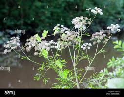 Attēlu rezultāti vaicājumam “Cicuta virosa leaf”