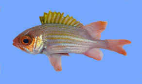 Image result for Holocentrus adscensionis