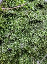 Attēlu rezultāti vaicājumam “Taxiphyllum wissgrillii”