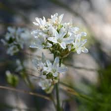 Attēlu rezultāti vaicājumam “Arenaria procera leaf”