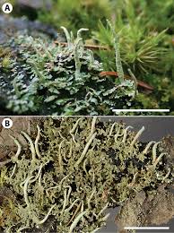 Attēlu rezultāti vaicājumam “Cladonia botrytes”